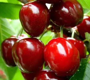 Sunburst Sweet Cherry Fruit Tree 4-5ft Big Juicy Sweet Cherries