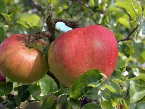 Lincolnshire Fruits Bountiful Potted Apple Apple 7 Litre Tree