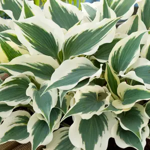 Hosta Wide Brim (10-20cm Height Including Pot) Garden Plant - Compact Perennial, Variegated Foliage