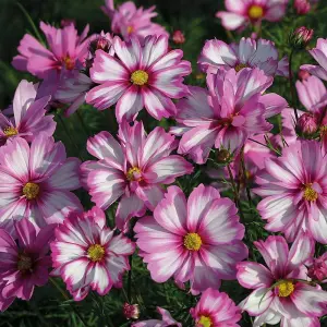 Cosmos bipinnatus Capriola 1 Seed Packet (30 Seeds)