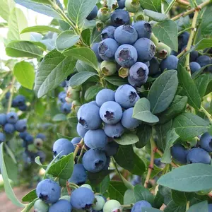 Blueberry Powder Blue - Compact Shrub, Edible Berries (20-30cm Height Including Pot)