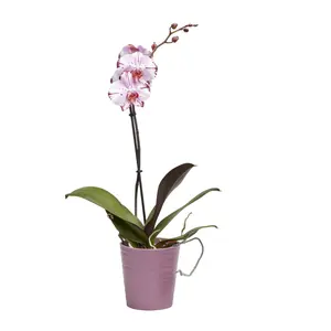 GoodHome Single Stem Moth orchid in Assorted Ceramic Decorative pot 12cm