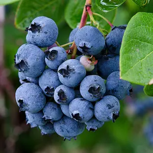 Vaccinium Bluejay Plant - Vibrant Berries, Compact Size, Hardy (10-30cm Height Including Pot)