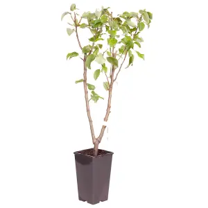 Patio Pear Duo Tree Conference and Bonne Louise 3L Potted Tree 100 - 120cm tall