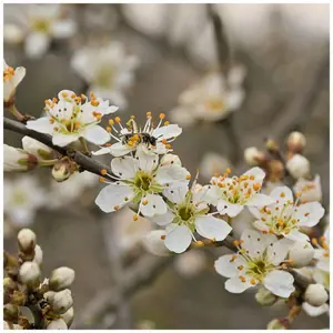 1 Blackthorn Hedging 1ft Tall in 1L Pot, Prunus Spinosa, Native Sloe Berry Hedge