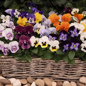 Viola Autumn Jewels Mixed 30 Garden Ready Plants