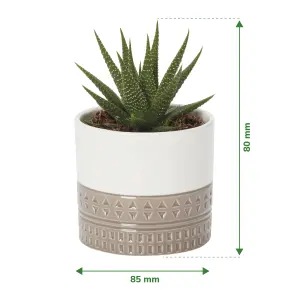 Verve Succulent in Assorted white, dark grey, terracotta or pale grey Ceramic Decorative pot 9cm