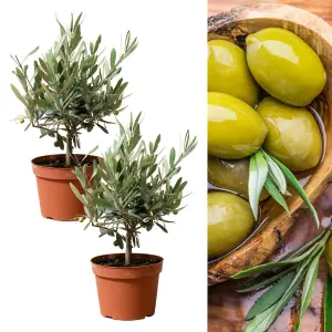 2 x Olive Trees with Mature Stems - Outdoor 'Olea Europa' in a 14cm Pot