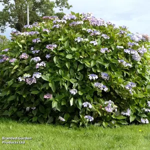 Hydrangea Aspera Macrophylla 3.6 Litre Potted Plant x 1