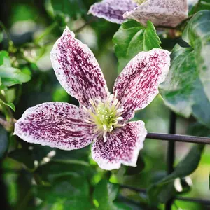 Clematis cirrhosa Freckles 3 Litre Potted Plant x 1