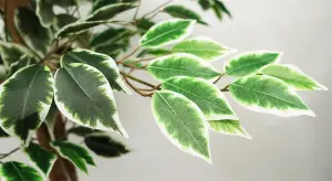 150cm Artificial Ficus Tree 1008 Silk Leaves