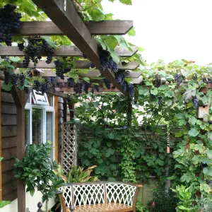 Grape Boskoop Glory - Vitis Fruit Plant in 12cm Pot - Great for UK Climates