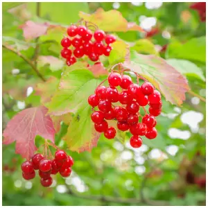 1 Guelder Rose / Viburnum Opulus, 2-3ft Tall in 1L Pot, Flowers & Berries 3FATPIGS