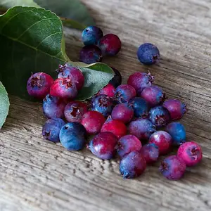 Saskatoon Berry 4 Litre Potted Plant x 1