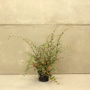 Hedges Direct Franchet's Cotoneaster 60cm Height Evergreen Hedge Plant