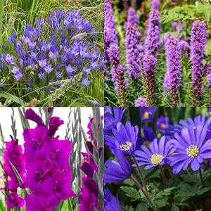 Colour Collection Spring Flower Bulbs-Purple (50 Bulbs) Bee Friendly