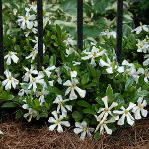 Gardenia jasminoides Pinwheel in a 9cm pot