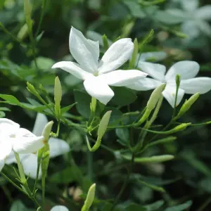 2 x Jasmine Officinale in 9cm Pots - Star Jasmine Plants - Scented Flowers