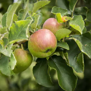 Lincolnshire Fruits James Grieve Bareroot Apple 7 Litre Tree