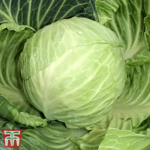 Cabbage Gilson F1 1 Seed Packet (40 Seeds)