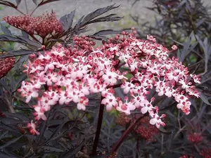 Purple Leaved Elder Flower / Sambucus Nigra 'Black Lace' in 2L Pot, Stunning Flowers 3FATPIGS