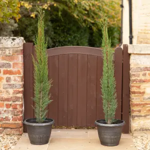 Pair of Italian Cypress Trees, 1.2 - 1.4m Tall in 20cm Pots Ornamental Evergreen Trees