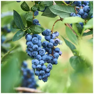 1 'Dixi' Blueberry Plant / Vaccinium cor. 'Dixi' 25cm Tall In 9cm Pot 3FATPIGS