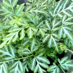 Pteris Evergemiensis - Stunning Indoor Fern Houseplant for Home Office, Easy to Care For Plant (25-35cm Height Including Pot)