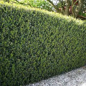 Ilex crenata 'Green Hedge' in 9cm pot Hedging Plant for Gardens