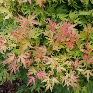 Acer Metamorphosa - Japanese Maple, Ornamental Tree (20-30cm Height Including Pot)