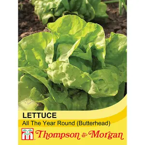 Lettuce All The Year Round 1 Seed Packet (1000 Seeds)