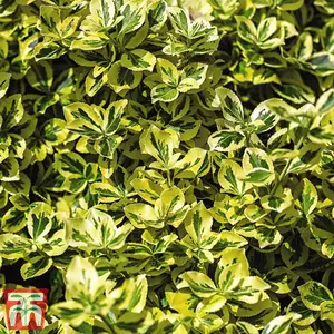 Euonymus Emerald & Gold (Standard) 50cm Stem 3.6L Pot x 1