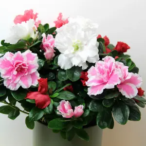 2 x Azalea Carnaval Quattro Indoor Flowering Plant - Live Potted Azalea in 12cm Pots - Easy to Care For Perfect for Gifting