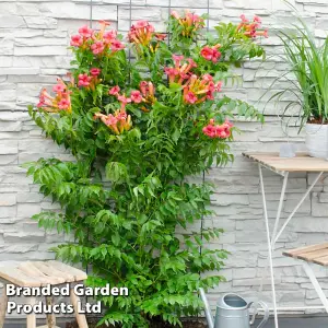 Campsis 'Pink Panther' - 15cm Potted Plant x 1