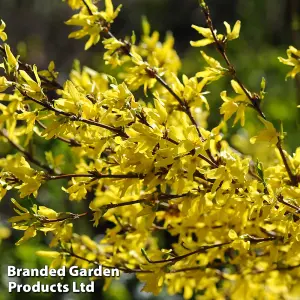 Forsythia Intermedia 1 Bare Root Size 60/90 x 3