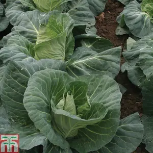 Cabbage Tantour F1 1 Seed Packet (45 Seeds)