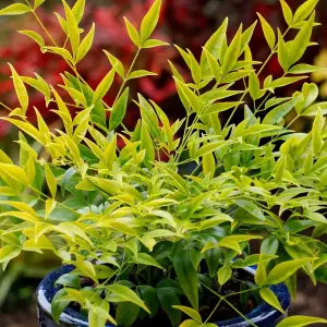 Nandina Brightlight Garden Plant - Vibrant Foliage, Compact Size, Hardy (15-30cm Height Including Pot)