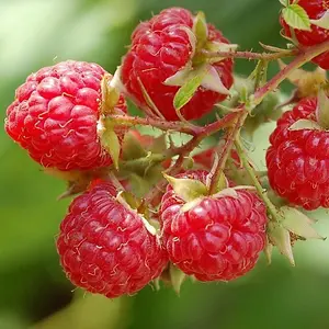 Raspberry Glen Ample Summer Fruiting Bush Rubus Berry Shrub Plant 5 x Bare Root