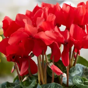 Cyclamen 'Red' - Vibrant Red Flowers to Brighten Winter Days, Compact Indoor Plant, Easy Care (12cm)