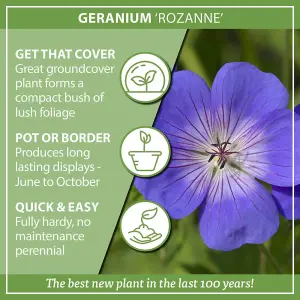 Hardy Geranium 'Rozanne' in 9cm Pots - Plant of the Centaury - Drought Resistant (Pack of 3)