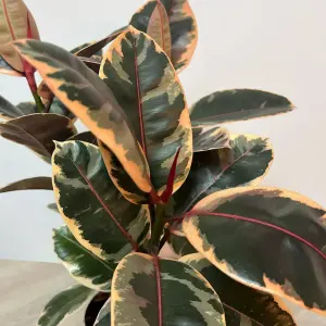 Ficus Elastica - Rubber Tree Indoor Plant in 8.5cm Pot - Mixed Varieties