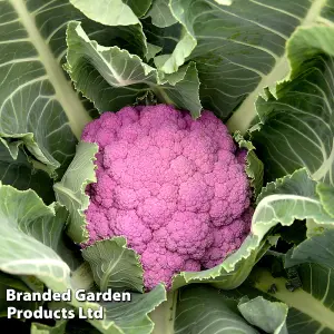 Cauliflower DePurple F1 1 Packet (10 Seeds)