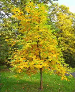 Liriodendron tulipifera - Tulip tree - supplied in 9cm pot