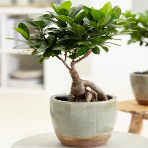 Ficus Ginseng Bonsai - Compact Indoor Air Purifier, Low Maintenance (20-30cm)