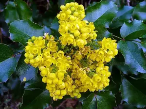 30-40cm Mahonia Aquifolium (Oregon Grape) Semi-Evergreen Field Grown Hedging Plants - Pack of 10