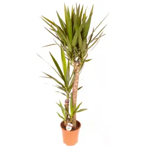 Yucca elephantipes House Plant with 3 Stems 1.2m Tall in 24cm Pot