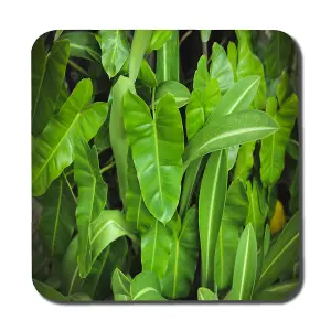 Abstract background of dark green leaves (Coaster) / Default Title