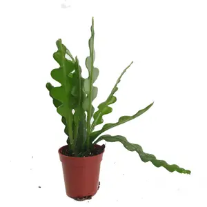 House Plant - Fishbone Cactus - 9 cm Pot size - 20-30 cm Tall - Epiphyllum Anguliger - Indoor Plant