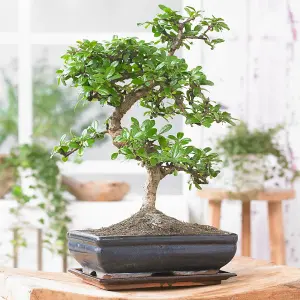 Bonsai Chinese Elm S-Shape: Ancient Art, Modern Elegance (20-30cm, 15cm Pot)