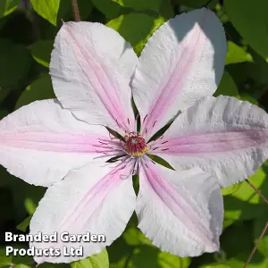 Clematis Corinne 3 Litre Potted Plant x 1